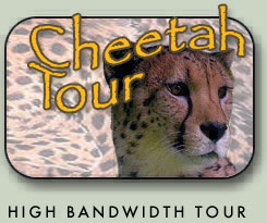 Cheetah Tour: High Bandwidth Version