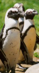 Penguins at the zoo