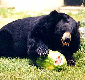 Asiatic Black Bear