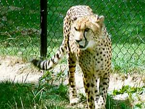 cheetah