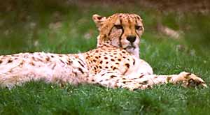 cheetah