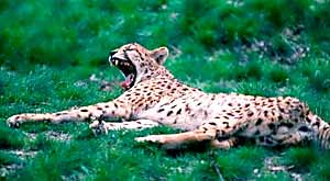 cheetah