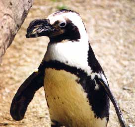 penguin