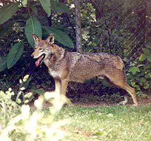 Red Wolf